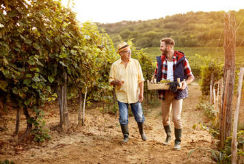 winemaker father and son harvesting grapes.