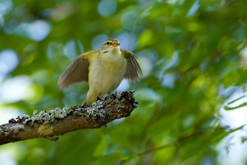 Song bird i Sweden