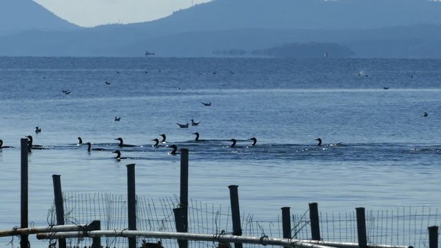 Group of cormorants passing by while diving underwater at a lake in National Park of amvrakikos wetlands Greece