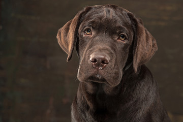 Fototapeta na wymiar The portrait of a black Labrador dog taken against a dark backdrop.