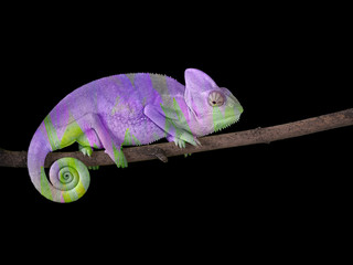 chameleon on a branch with a spiral tail. Purple and green © kozorog