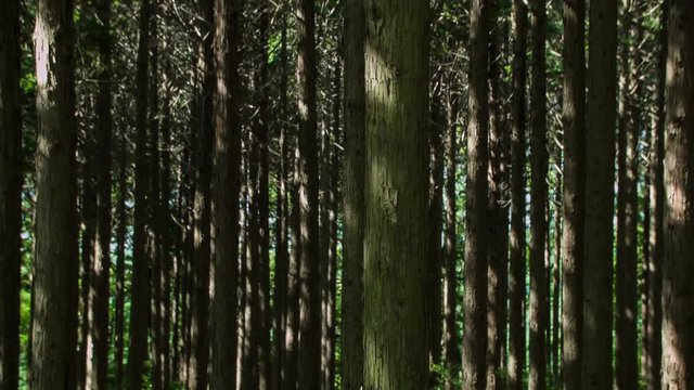 Japanese Cypress #003