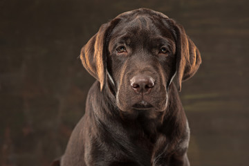 The portrait of a black Labrador dog taken against a dark backdrop.