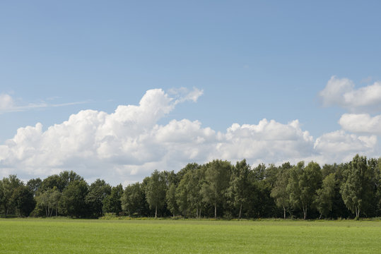 Cloudy sky with grass and forest edge.