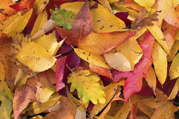 amoncellement de feuilles mortes