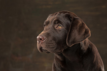 The portrait of a black Labrador dog taken against a dark backdrop.