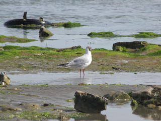 Mouette dans une flaque d'eau à marée basse