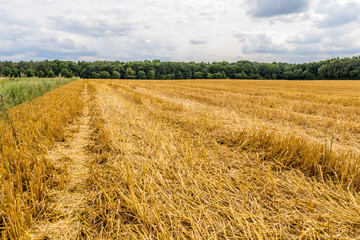 Getreidefeld abgeerntet