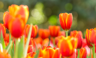 colorful orange tulips flowers in the garden