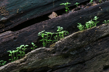 New plant growth on old tree trunk