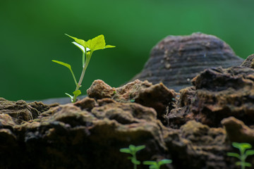 New plant growth on old tree trunk