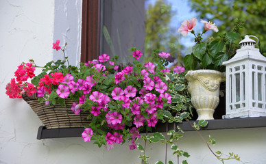 blumenschmuck auf einem Fensterbrett mit rosa Blüten