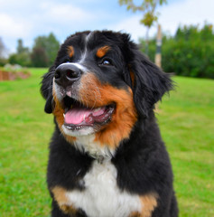 Berner Sennenhund Welpe auf grüner Wiese