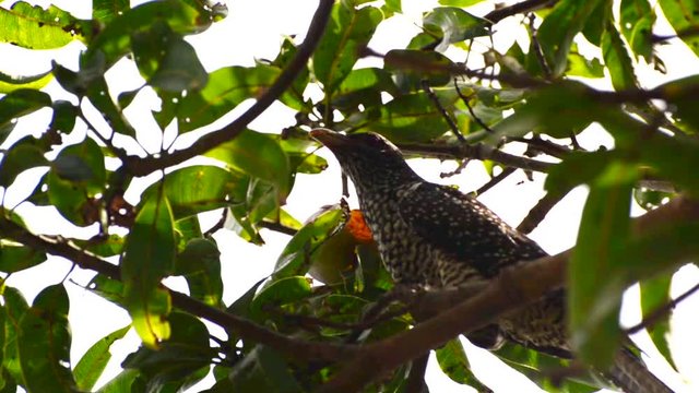 Asian Koel eating a ripe Mango on Mago tree in garden is Sri Lanka