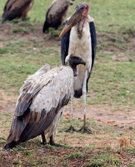 White Backed Vulture on the plains with defocussed Maribou Stork in the background - Masai Mara, Kenya