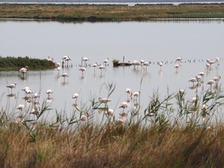 Po Delta, Italy. Flamingos.
