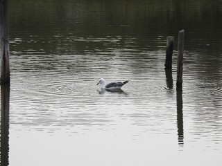 Po Delta, Italy. Seagull.
