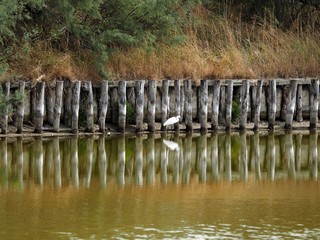 Po Delta, Italy.  Heron.