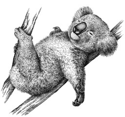 black and white engrave isolated Koala illustration © Turaev