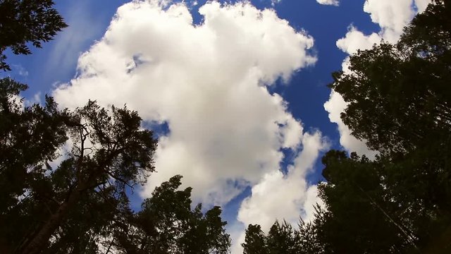 tops of the trees in the forest and clouds on a blue sky. Time lapse