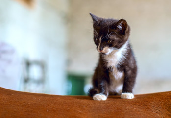 kitten on the back of a horse 