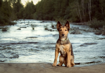 Shepherd dog by river