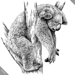 black and white engrave isolated Koala vector illustration © Turaev