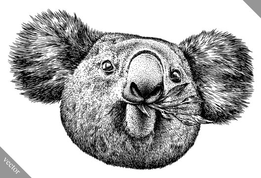 black and white engrave isolated Koala vector illustration
