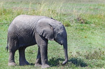 A baby Elephant (Loxondonta) standing on the lush green plains of the Masai Mara.  The Mother has moved away, but the baby wants to continue grazing on the lush grass.  Masai Mara, Kenya