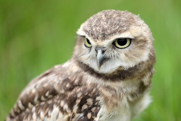 Burrowing Owl