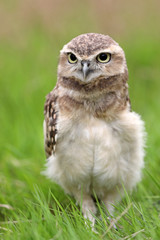 Burrowing Owl