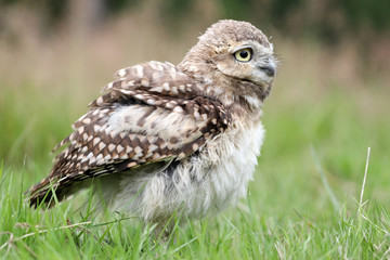 Burrowing Owl
