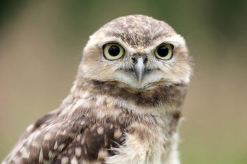 Burrowing Owl