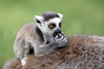 Ring-Tailed lemur baby © Edwin Butter