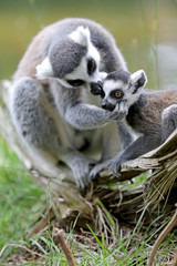 Ring-Tailed lemur