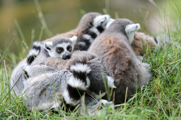 Ring-Tailed lemur