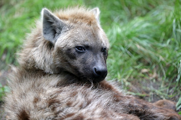 Fototapeta premium Hyena