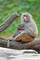 Naklejka premium Baboon