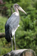 Marabou