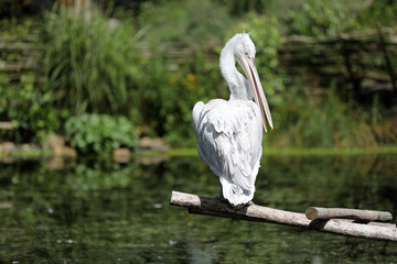 Pelican