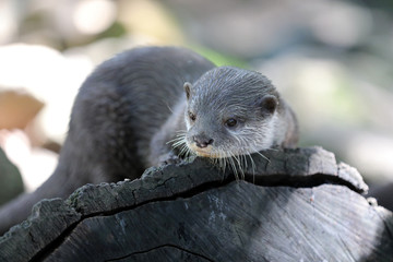 Asian small-clawed otter