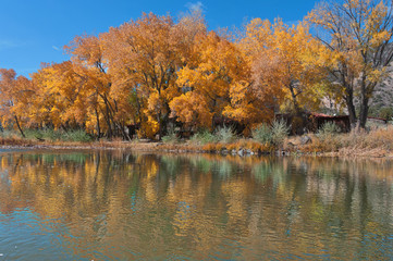 Fototapeta premium Fall Cottonwoods on the Rio Grande