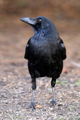 Crow
