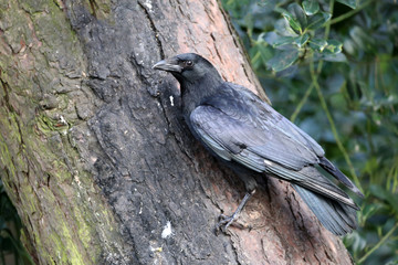 Crow