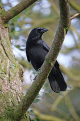 Crow