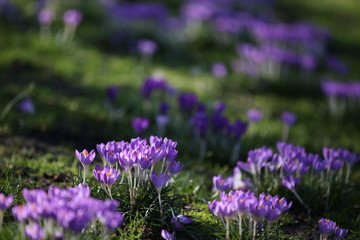 Obraz premium Crocuses