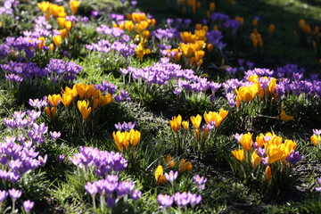 Obraz premium Crocuses