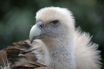 vulture