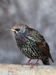 starling