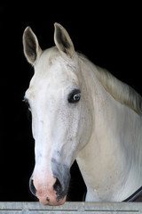 Obraz na płótnie Canvas Horse in stable